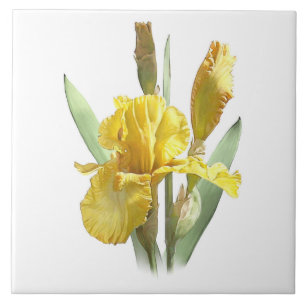 Gelbe Schwertlilienblüte Botanische Kunst Fliese