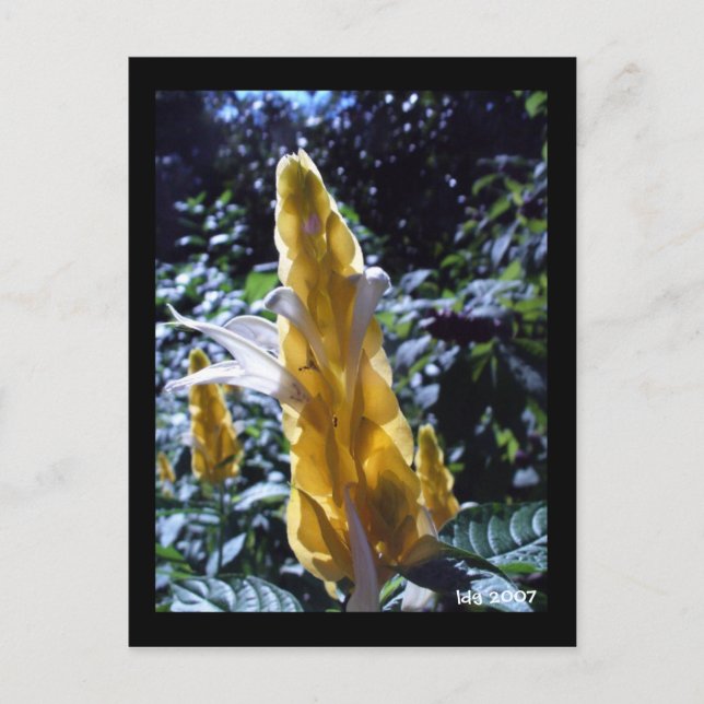 Gelbe Shrimp-Pflanze mit Ameisen-Postkarte Postkarte (Vorderseite)
