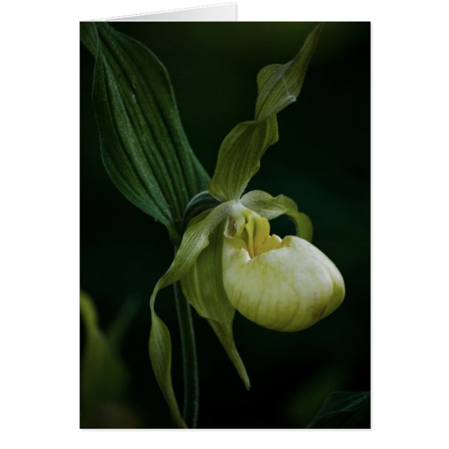 Gelbe Slipper (Vorne)