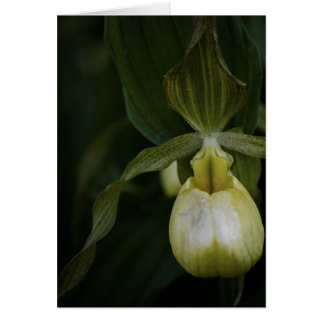 Gelbe Slipper-2-Karte (Vorne)