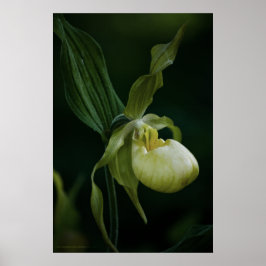 Gelbe Slipper Poster