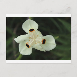 Gelbe Sommer-Blume Postkarte