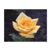 Gelbe Sommer-Rose Postkarte