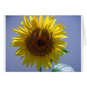 Gelbe Sonnenblume