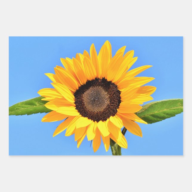 Gelbe Sonnenblume auf blauem Himmel - Sommer Geschenkpapier Set (Vorderseite)