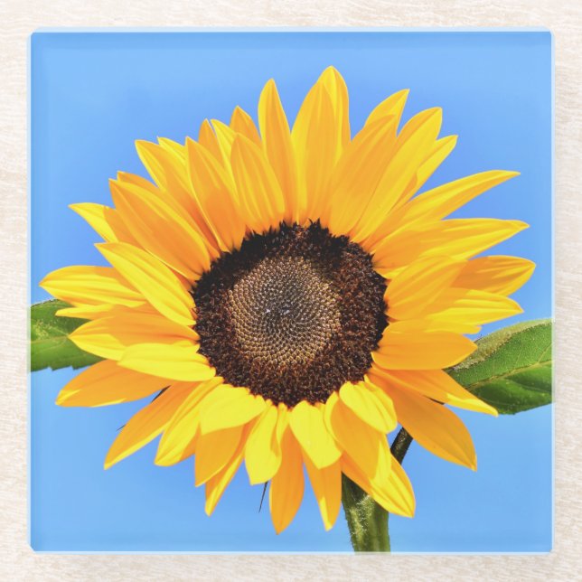 Gelbe Sonnenblume auf blauem Himmel - Sommer Glasuntersetzer (Vorderseite)