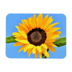 Gelbe Sonnenblume auf blauem Himmel - Sommer Magnet