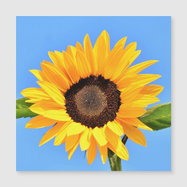 Gelbe Sonnenblume auf blauem Himmel - Sommer Magnetkarte (Vorderseite)