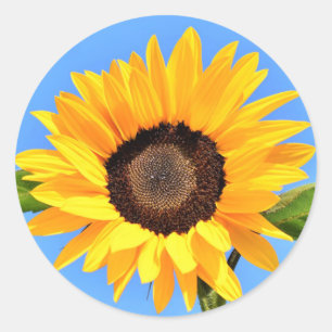 Gelbe Sonnenblume auf blauem Himmel - Sommer Runder Aufkleber