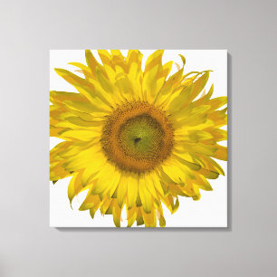 Gelbe Sonnenblume auf Weiß Leinwanddruck