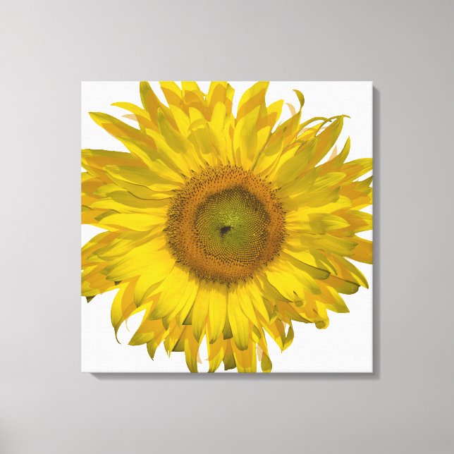 Gelbe Sonnenblume auf Weiß Leinwanddruck (Vorderseite)