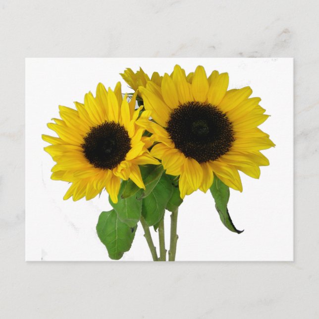 Gelbe Sonnenblume Blank Floral Postkarte (Vorderseite)