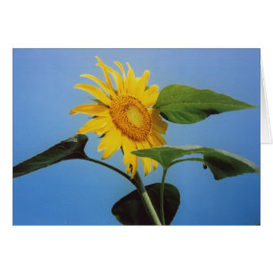 Gelbe Sonnenblume Blume Blauer Himmel Grußkarte
