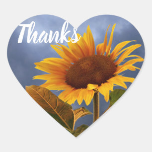 Gelbe Sonnenblume Danke Blau Florales Herz Herz-Aufkleber