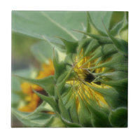 Gelbe Sonnenblume entfaltet Natur