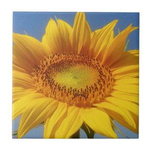 Gelbe Sonnenblume Fliese