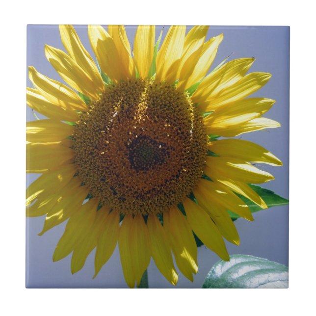 Gelbe Sonnenblume Fliese (Vorderseite)