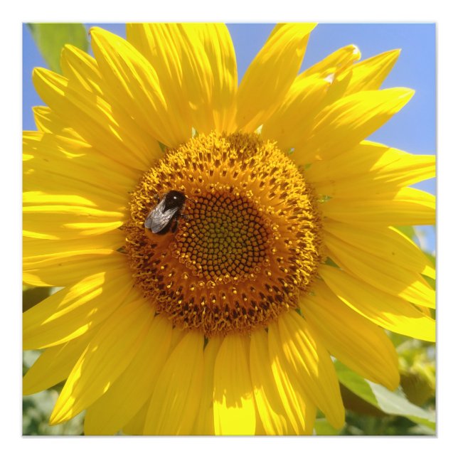 Gelbe Sonnenblume Fotodruck (Vorne)