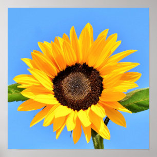 Gelbe Sonnenblume gegen Sonne an blauem Himmel - S Poster