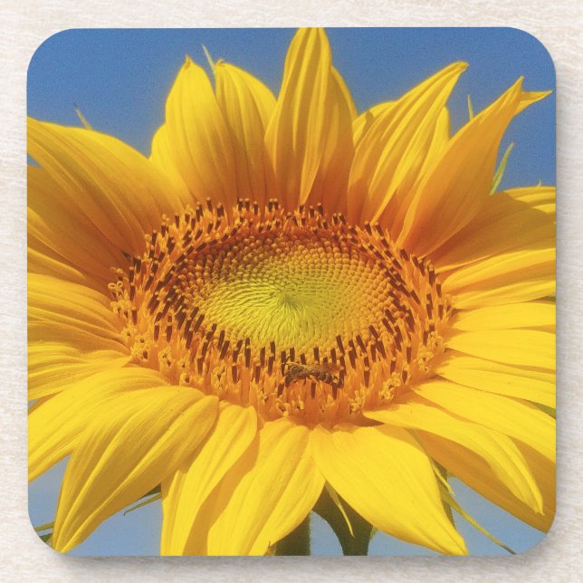 Gelbe Sonnenblume Getränkeuntersetzer (Vorderseite)