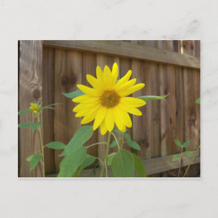 Gelbe Sonnenblume in der Nähe eines braunen Zauns Postkarte