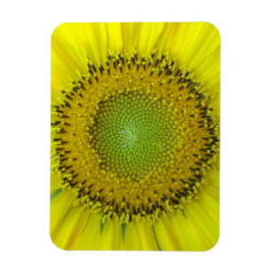 Gelbe Sonnenblume Magnet