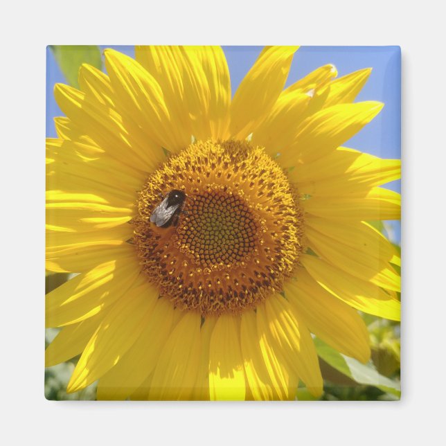 Gelbe Sonnenblume Magnet (Vorne)
