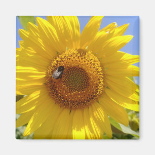 Gelbe Sonnenblume Magnet