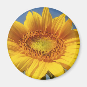 Gelbe Sonnenblume Magnet
