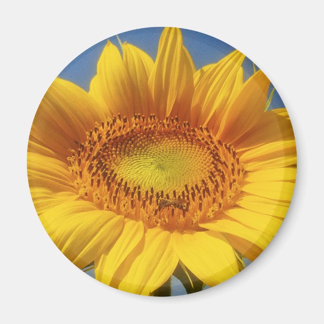 Gelbe Sonnenblume Magnet (Vorne)