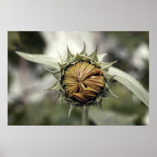 Gelbe Sonnenblume mit geschlossenen Blüten Poster