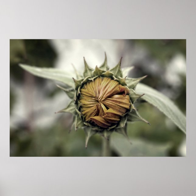 Gelbe Sonnenblume mit geschlossenen Blüten Poster (Vorne)