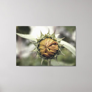 Gelbe Sonnenblume mit geschlossenen Blütenblättern Leinwanddruck