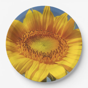 Gelbe Sonnenblume Pappteller