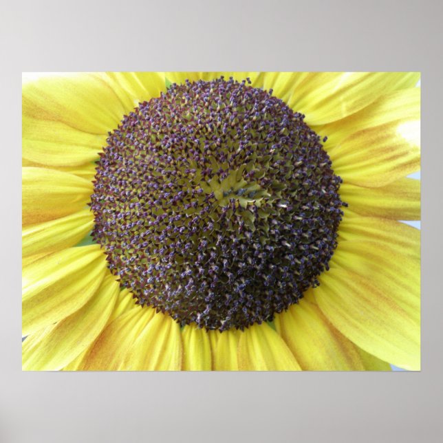Gelbe Sonnenblume Poster (Vorne)