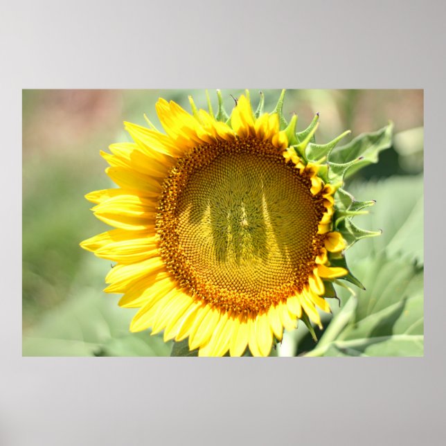 Gelbe Sonnenblume Poster (Vorne)