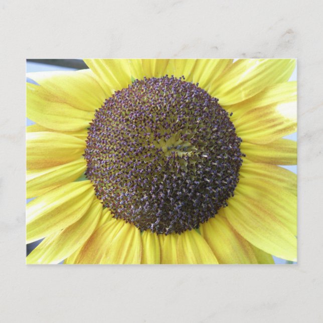 Gelbe Sonnenblume Postkarte (Vorderseite)