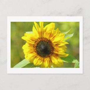 Gelbe Sonnenblume Postkarte