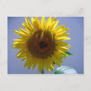 Gelbe Sonnenblume Postkarte