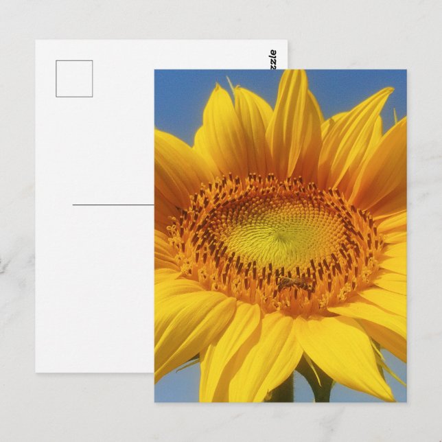 Gelbe Sonnenblume Postkarte (Vorne/Hinten)