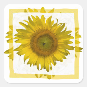 Gelbe Sonnenblume Quadratischer Aufkleber