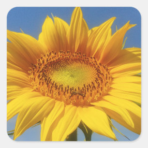 Gelbe Sonnenblume Quadratischer Aufkleber