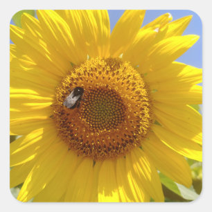 Gelbe Sonnenblume Quadratischer Aufkleber