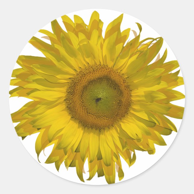 Gelbe Sonnenblume Runder Aufkleber (Vorderseite)