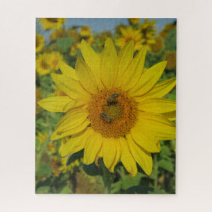 Gelbe Sonnenblume Sommerblüte