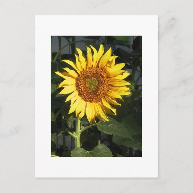 Gelbe Sonnenblume speichern Datumskarten Ankündigungspostkarte (Vorderseite)