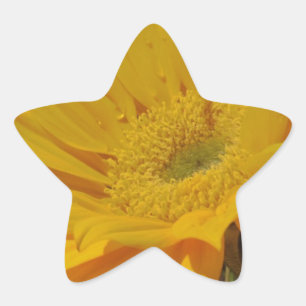 Gelbe Sonnenblume Stern-Aufkleber