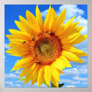 Gelbe Sonnenblume und Bienen an blauem Himmel - So Poster