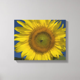 Gelbe Sonnenblume und blauer Himmel Leinwanddruck