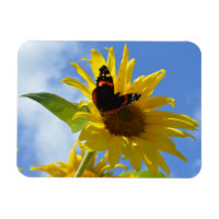 Gelbe Sonnenblume und Roter Admiral Butterfly